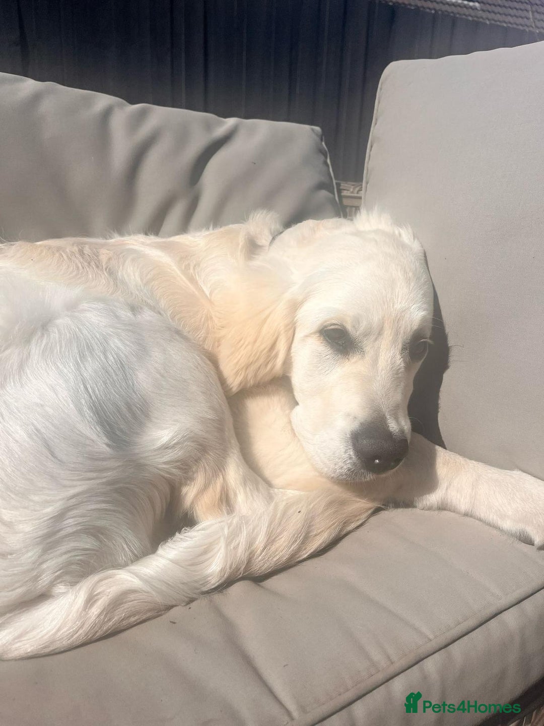 Golden Retriever dogs for sale: 9 week Golden retriever puppy - Image 11