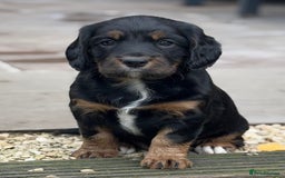 Cocker Spaniel dogs for sale: Stunning KC Registered Working Cocker spaniels. - Image 1