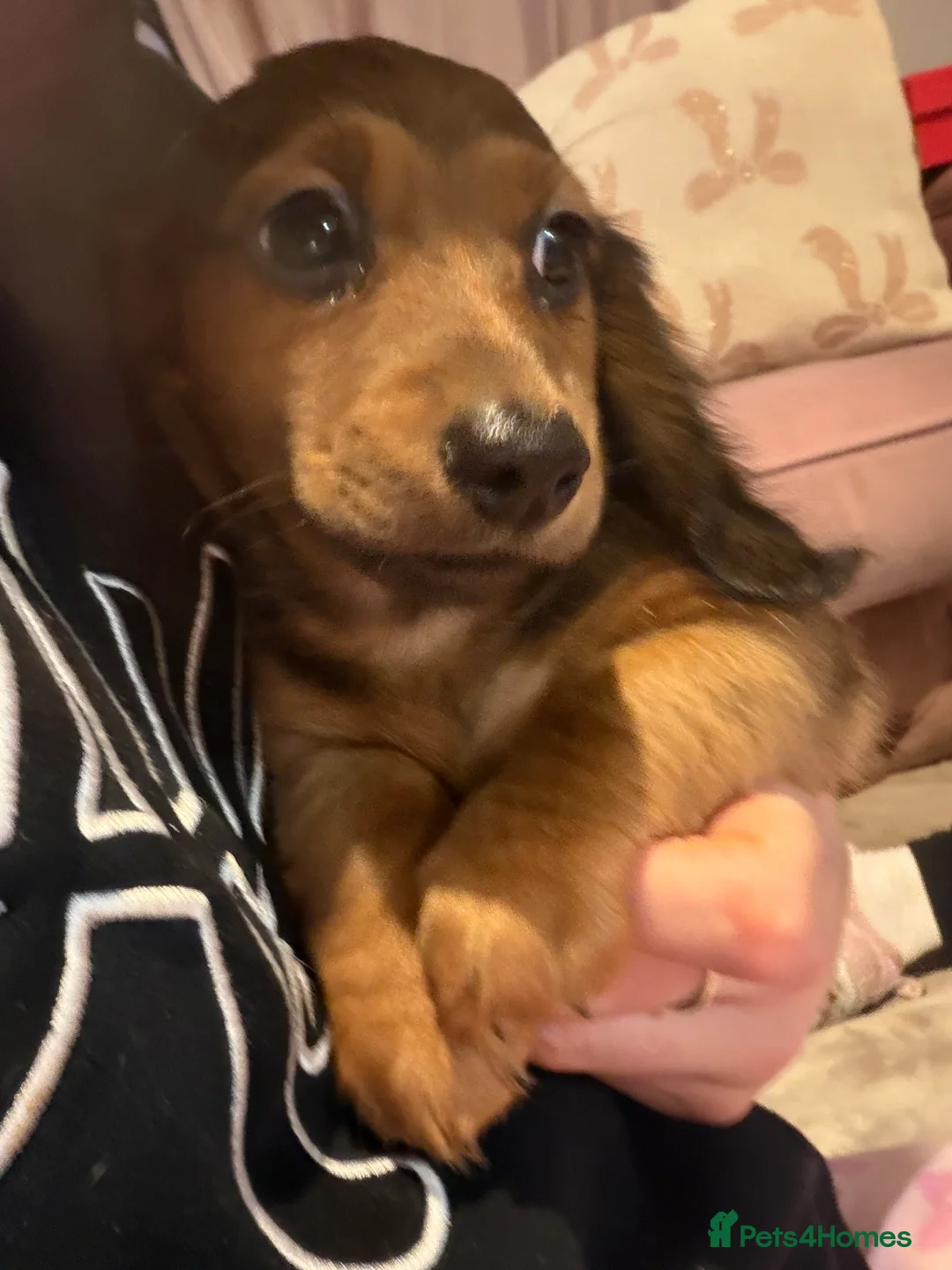 Dachshund dogs for sale: Dachshund puppies  in Sandbach - Advert 21