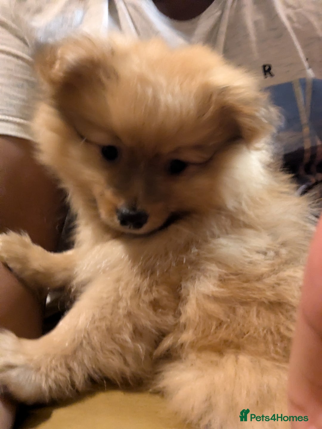 Pomeranian dogs for sale: 2 LEFT!! Purebred Cute fluffy Pomeranian Puppies! - Image 18
