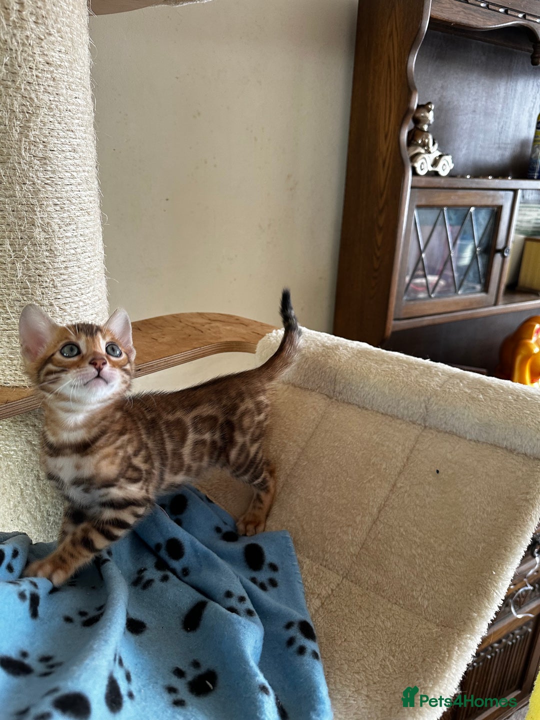 Bengal cats for sale: TICA Bengal kittens for sale . 🐱 - Image 28