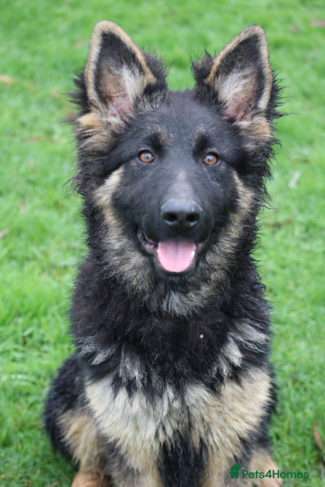 German Shepherd dogs for sale: Lovely gsd female top pick - Advert 14