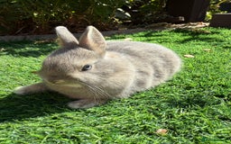 Netherland Dwarf rabbits for sale: Netherland Dwarf  - Image 2