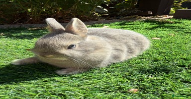 Netherland Dwarf rabbits - Advert 13