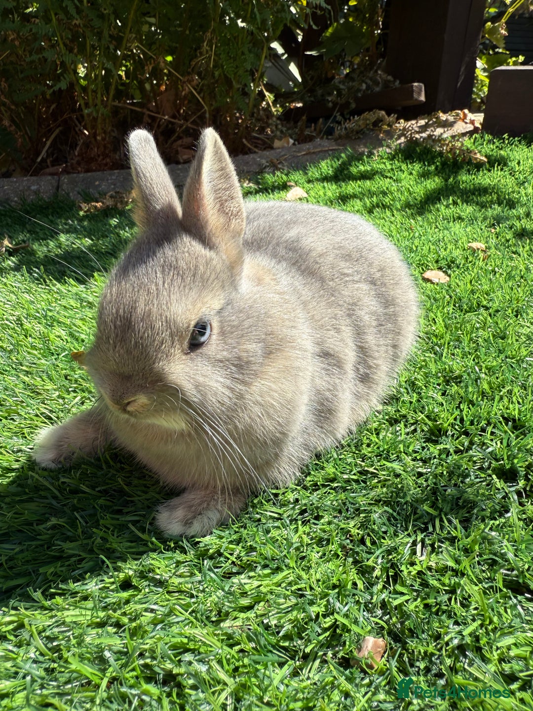 Netherland Dwarf rabbits for sale: Netherland Dwarf  - Image 2