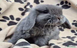Mini Lop rabbits for sale: 8-9 week old mini lops  - Image 1
