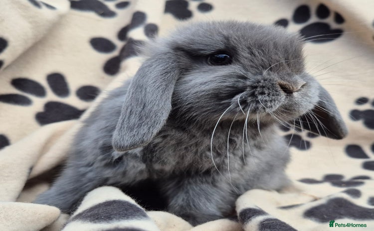 Mini Lop rabbits - Advert 10