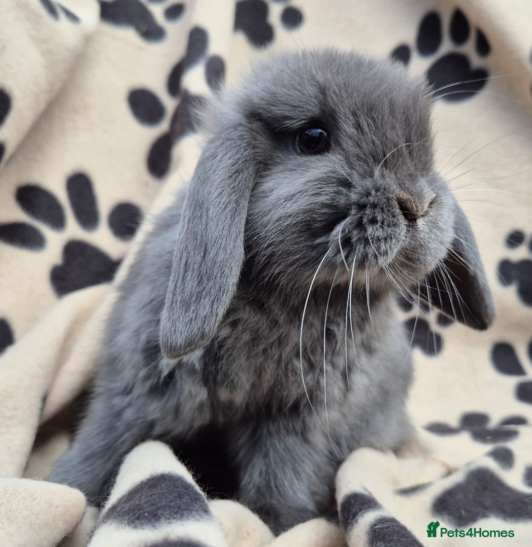 Mini Lop rabbits for sale: 8-9 week old mini lops  - Image 1