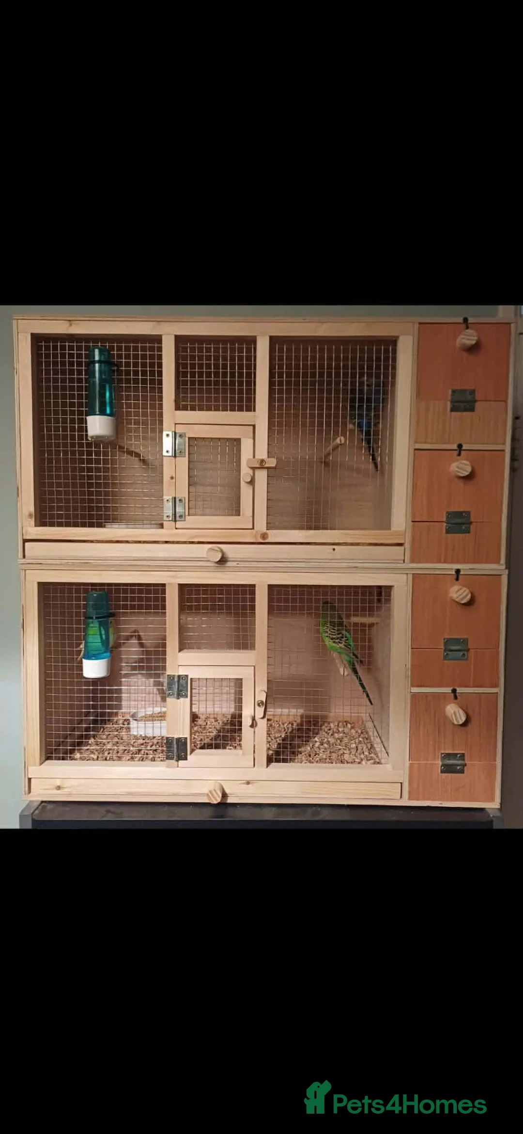 Budgerigars birds for sale: Variety Of Budgies And Cages in Kidderminster - Advert 11