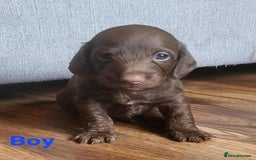 Mixed Breed dogs for sale: 5 Beautiful pups for sale - Image 4