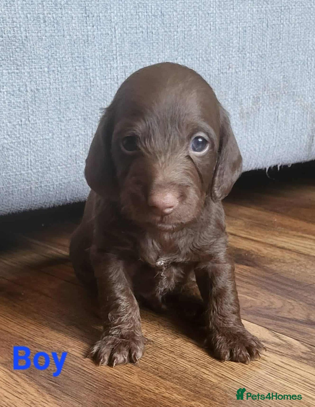 Mixed Breed dogs for sale: 5 Beautiful pups for sale - Image 4