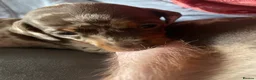 Miniature Dachshund dogs for sale:  Miniature Dachshunds puppies  in Witney - Advert 6