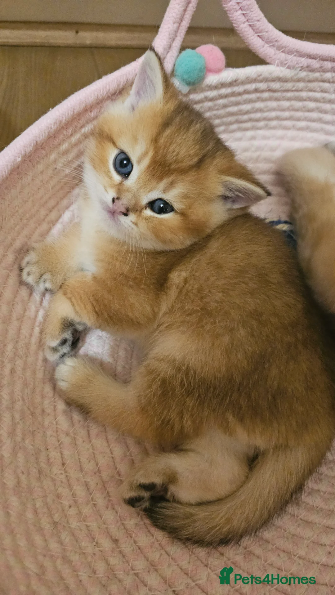 Scottish Fold cats for sale: Tica Registered pedigree kittens  - Advert 13