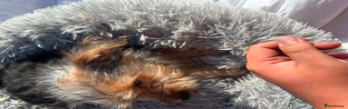 Yorkshire Terrier 5