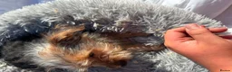 Yorkshire Terrier dogs for sale: Yorkshire terriers  - Advert 16