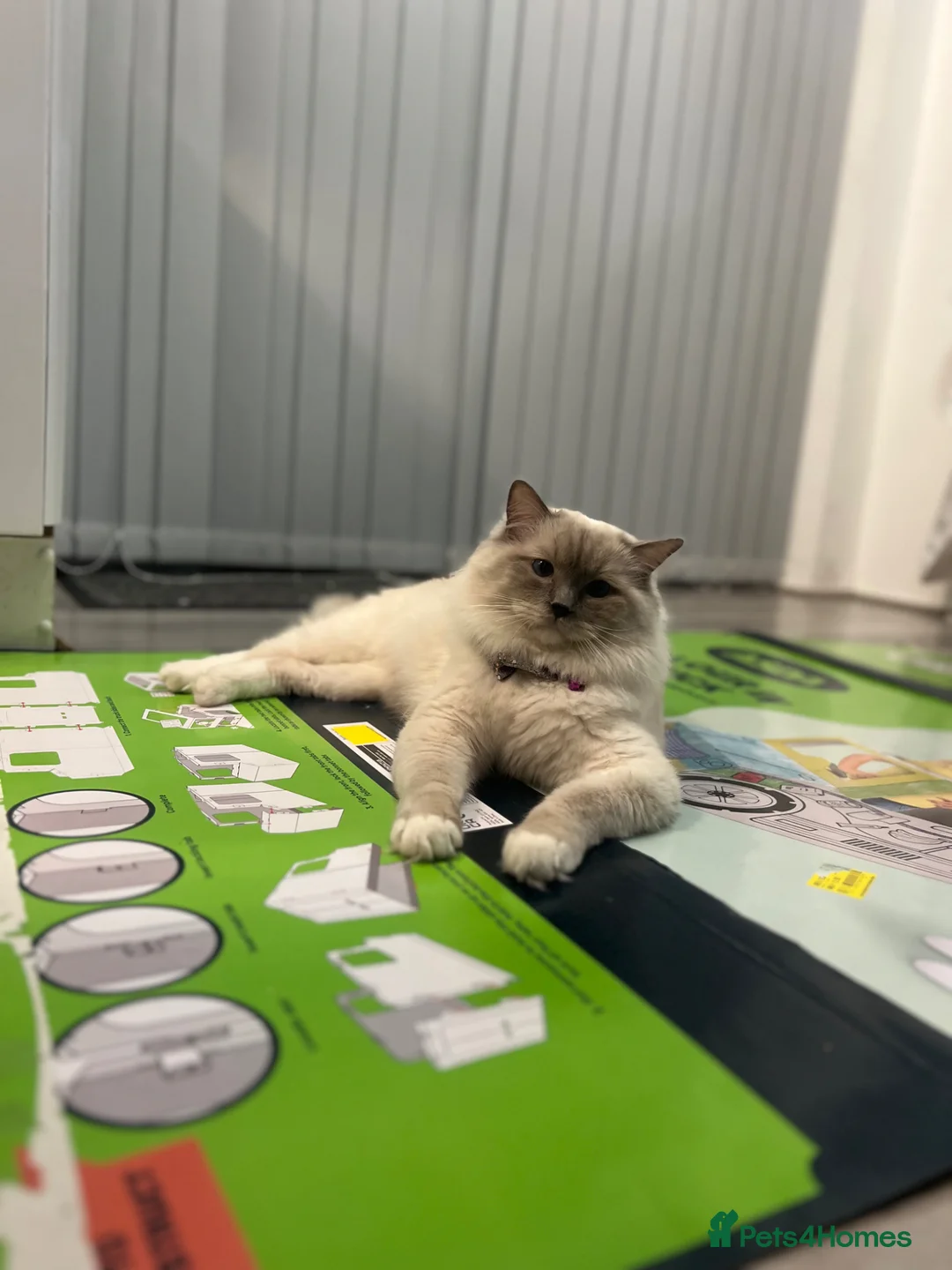 Ragdoll cats for sale: Ragdoll European line blue eyes  in Enfield - Advert 9