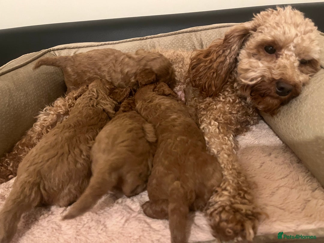 Toy Poodle dogs for sale: Pure toy poodle pups - Advert 19