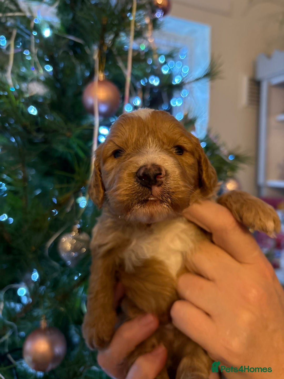 Cockapoo dogs for sale: Perfect Cockerpoo puppies  - Advert 6