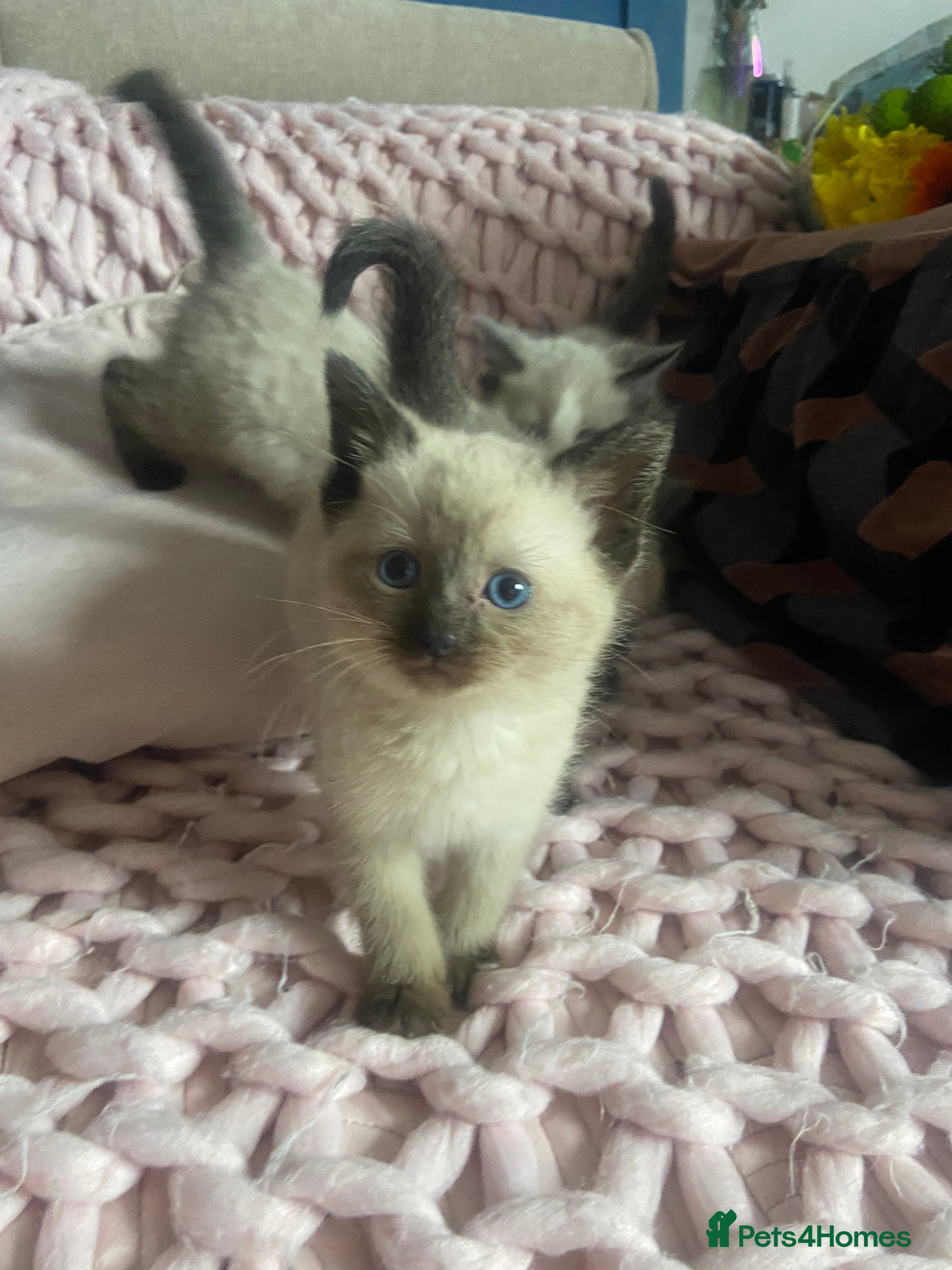 Mixed Breed cats Beautiful ragdoll cross kitten last one - Advert 6