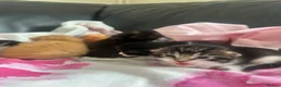 Mixed Breed cats for sale: Stunning Kittens - Advert 12