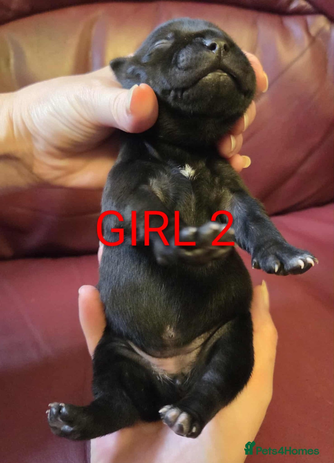 Staffordshire Bull Terrier dogs for sale: KC registered Champions Bloodline Show Quality  - Image 4