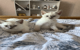Ragdoll cats for sale: RAGDOLL x BSH KITTENS - Image 13
