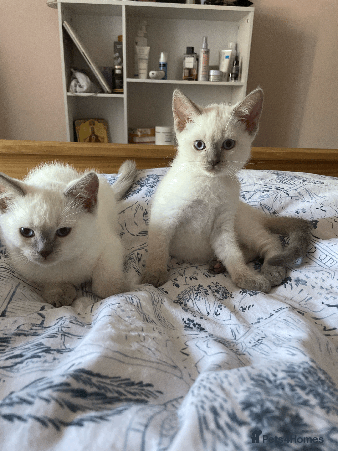 Ragdoll cats for sale: RAGDOLL x BSH KITTENS - Image 13