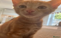 Mixed Breed cats for sale: 2 beautiful kittens full ginger and tortoise shell - Image 5
