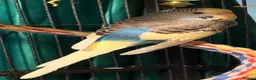Budgerigars birds for sale: NON-FLYERS  Pair of Budgies – £40 for the pair - Advert 16