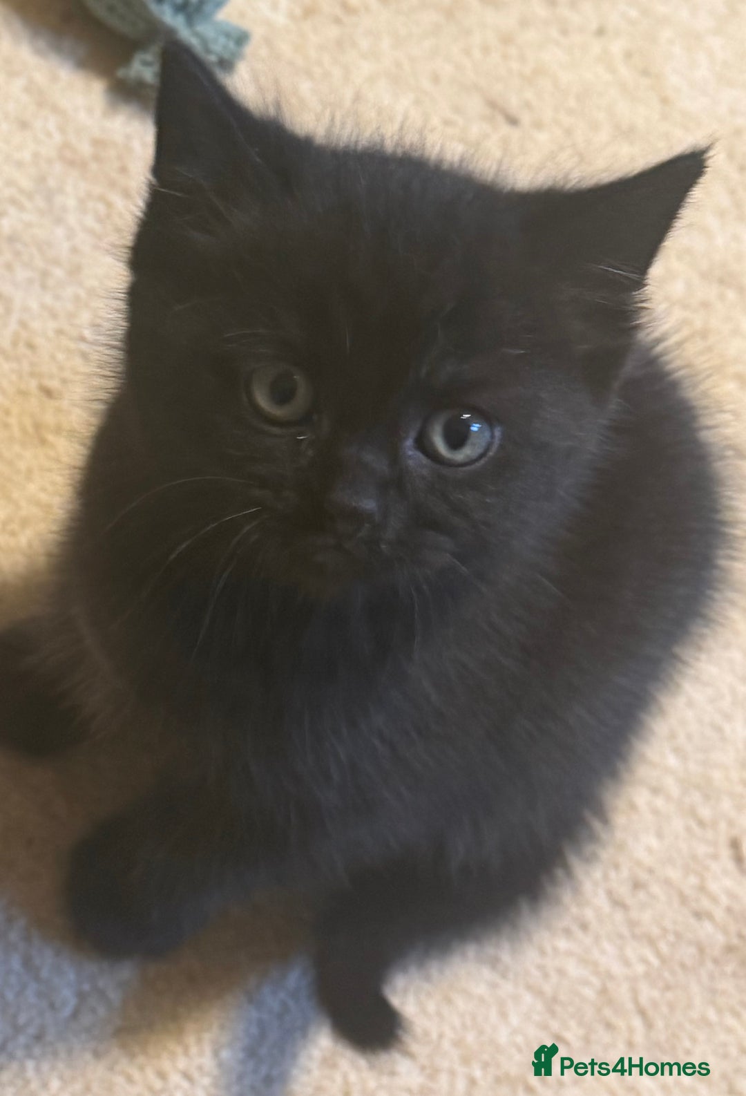 British Shorthair cats for sale: Wonderful kittens  - Advert 1