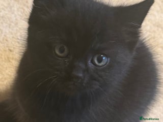 British Shorthair cats Wonderful kittens - Advert 2