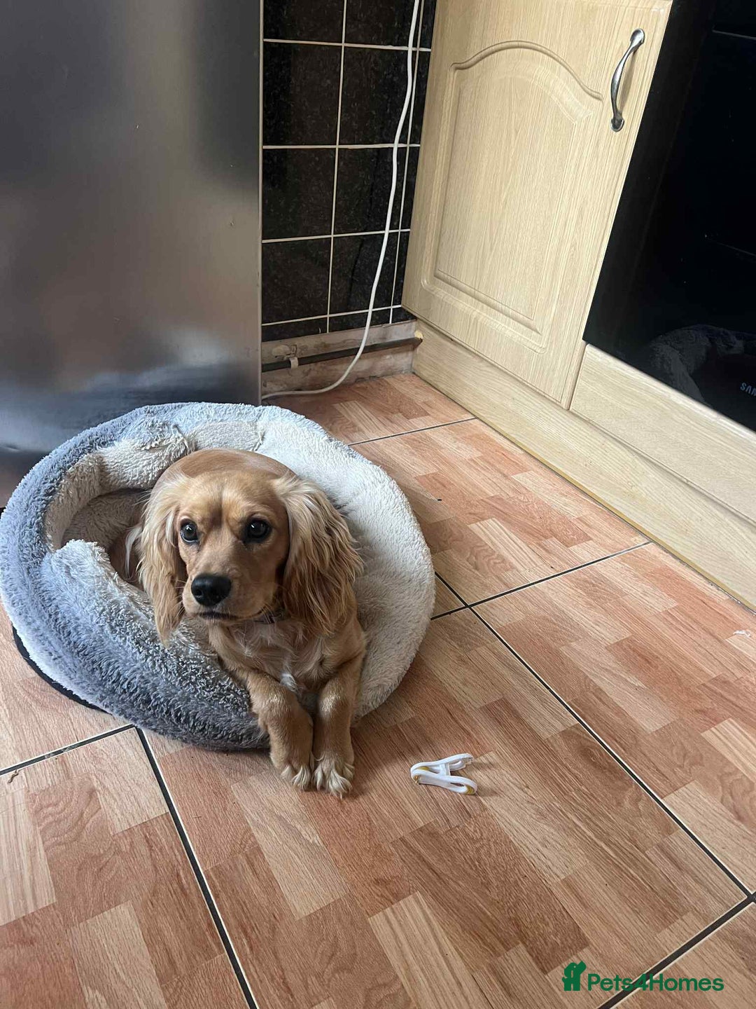 Cocker Spaniel dogs for sale: Selling the puppy name Max - Image 5