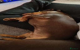 Dachshund dogs for sale: Two Dachshund Brothers - Image 16