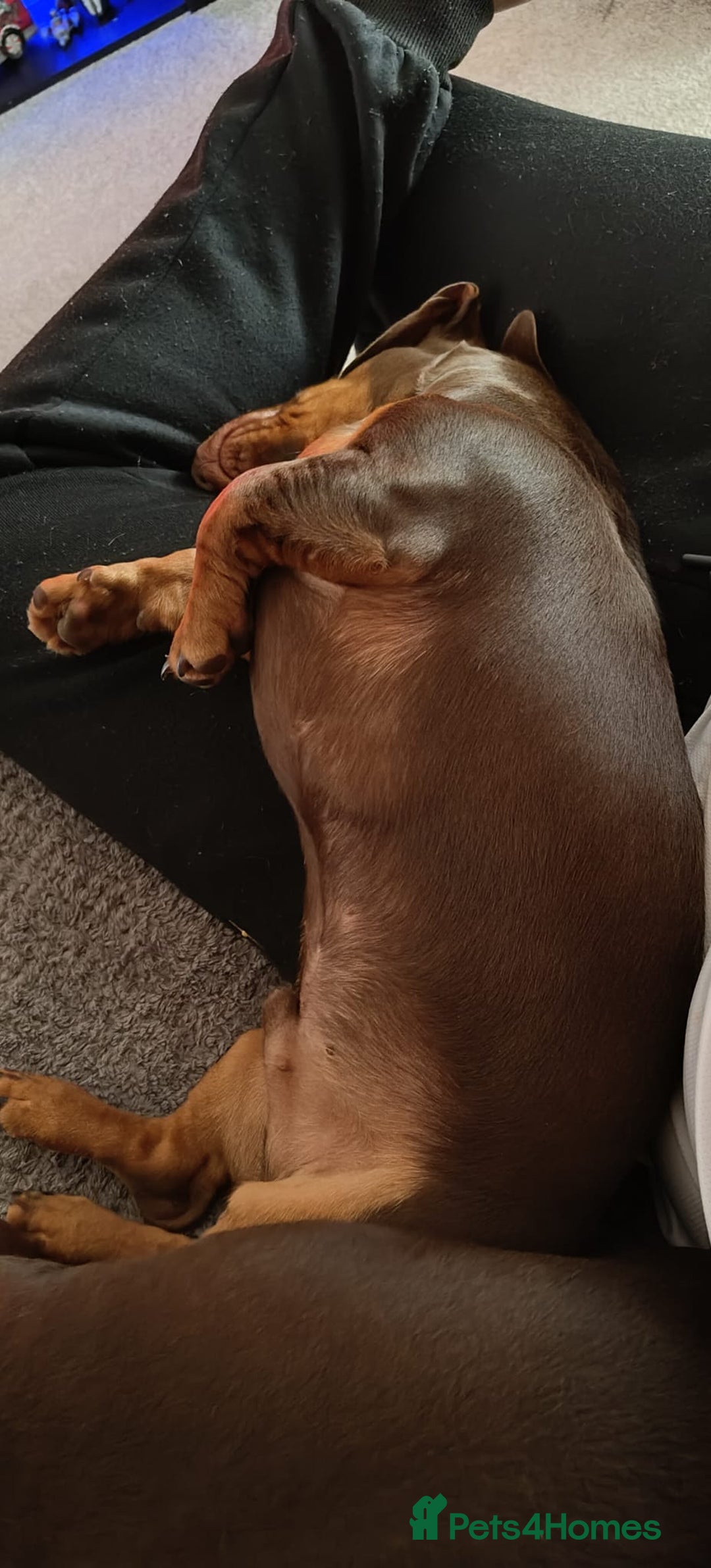 Dachshund dogs for sale: Two Dachshund Brothers - Image 16