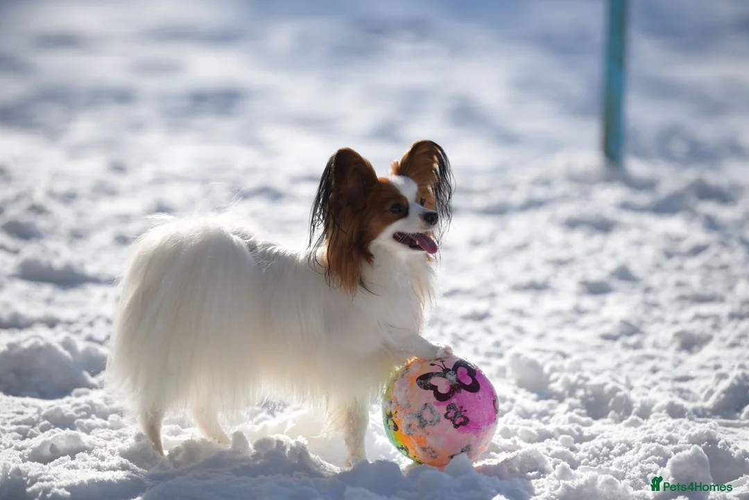 Papillon dogs for stud: ♥STUD♥ Papillon in Kettering - Advert 15