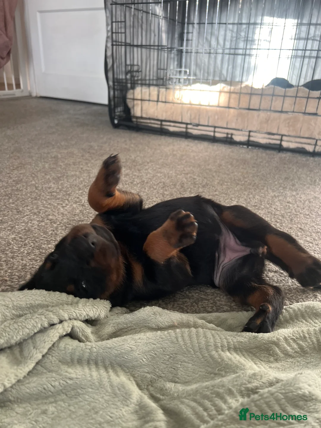 Mixed Breed dogs for sale: Adorable Doberman & Beauceron puppies for sale - Advert 33