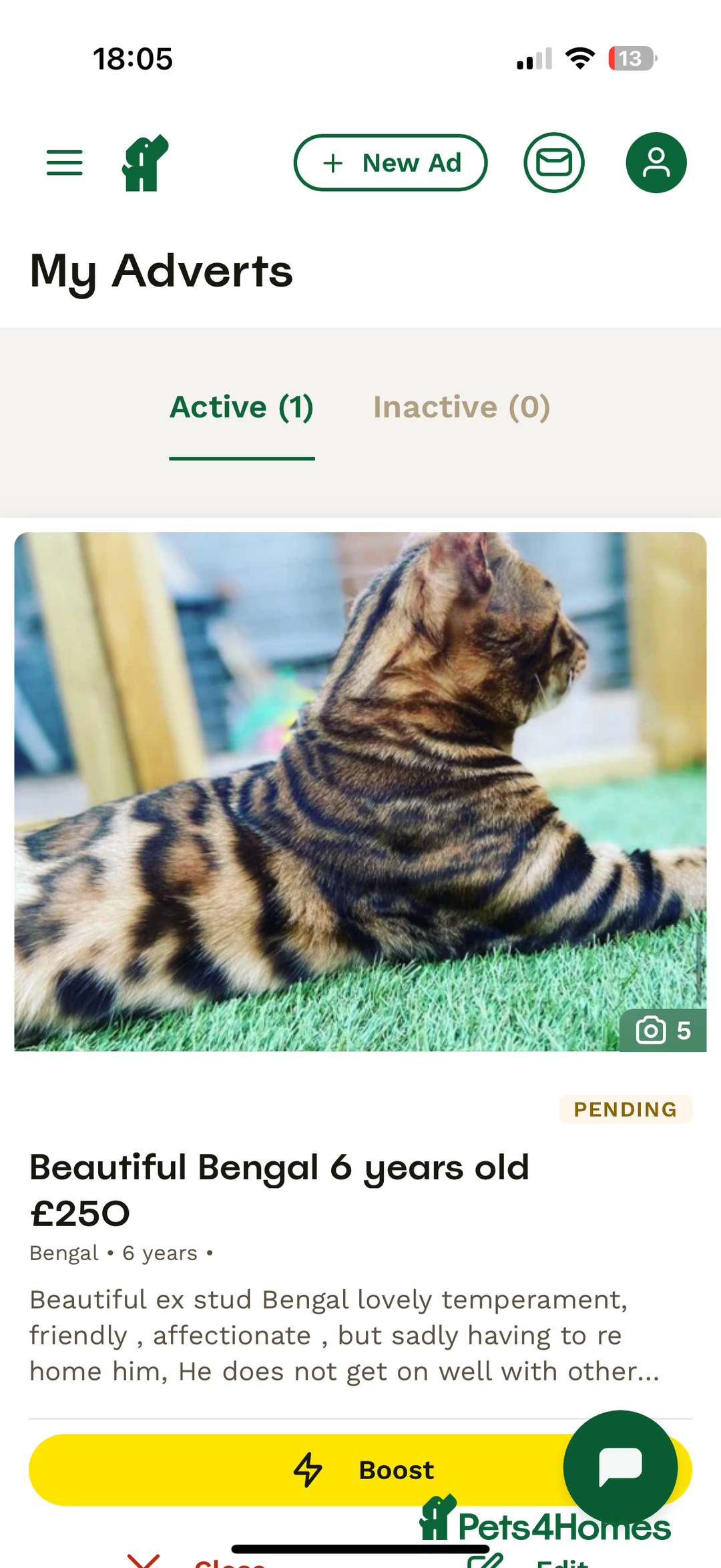 Bengal cats for sale: Beautiful 6 year old Bengal Boy - Advert 6