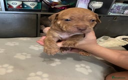 Staffordshire Bull Terrier dogs for sale: Staffy puppy  - Image 10