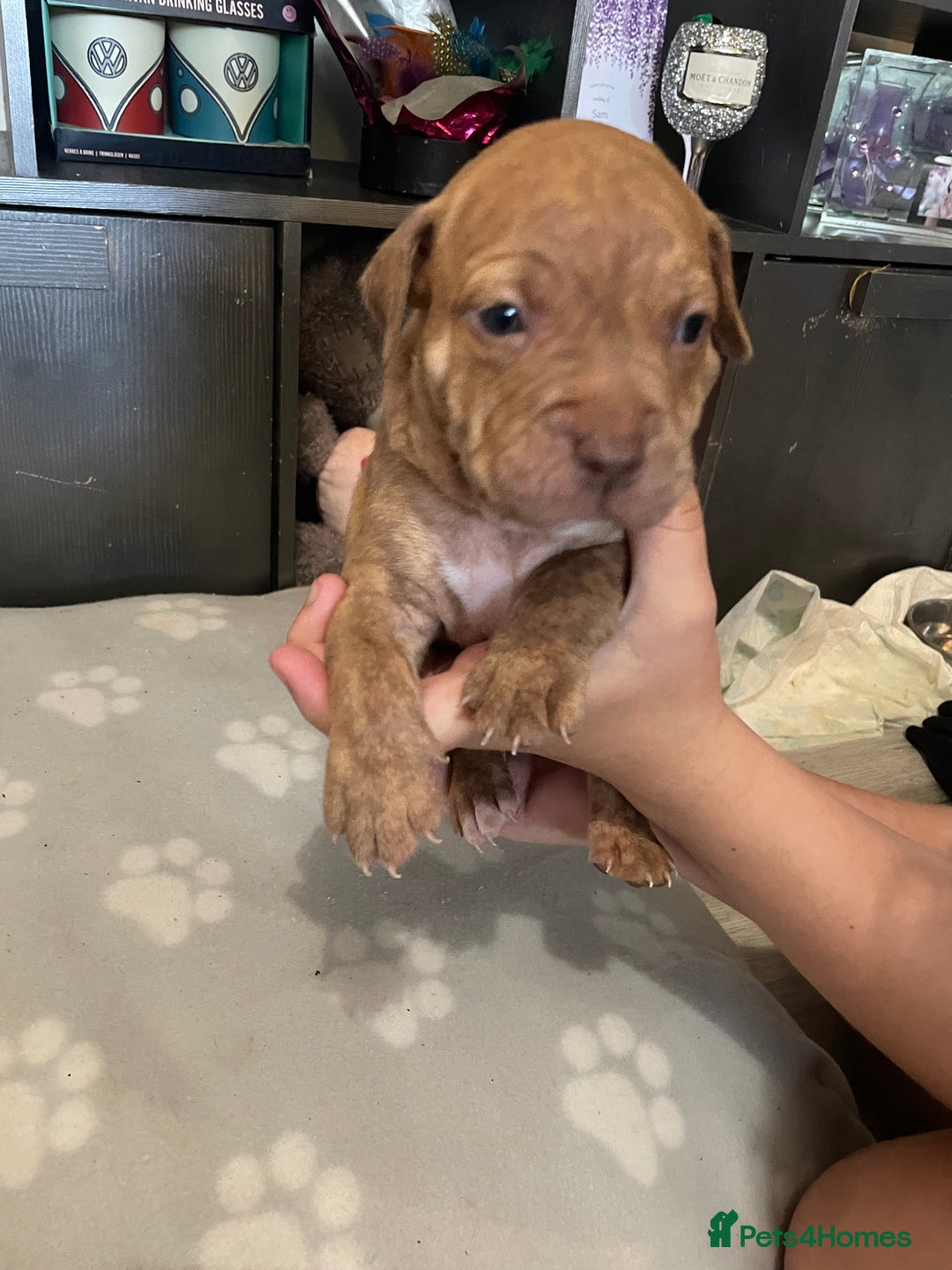 Staffordshire Bull Terrier dogs for sale: Staffy puppy  - Image 10