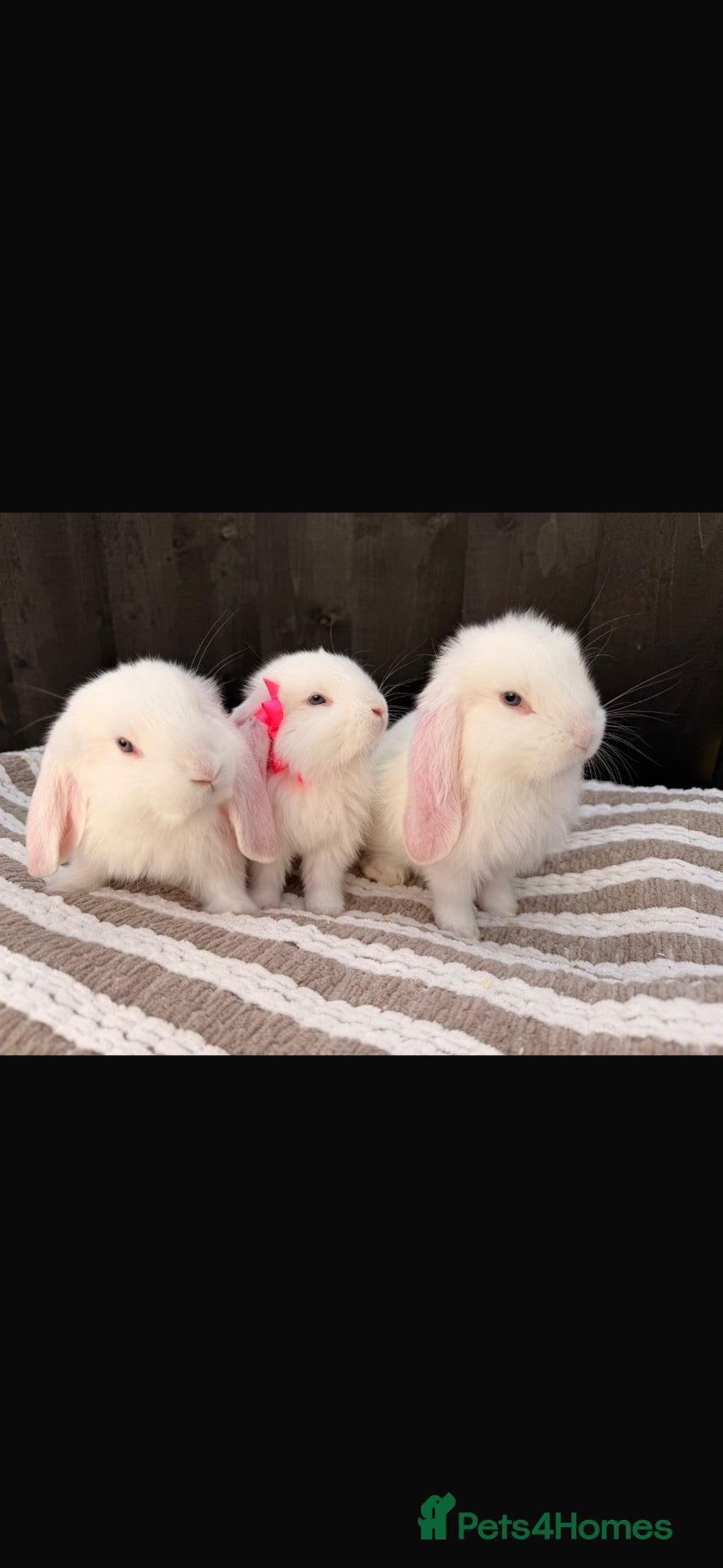 French Lop rabbits 3 male BEW french lops 💙 - Advert 16