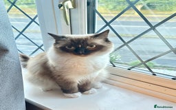 Siberian cats for sale: Daisy, - Image 1