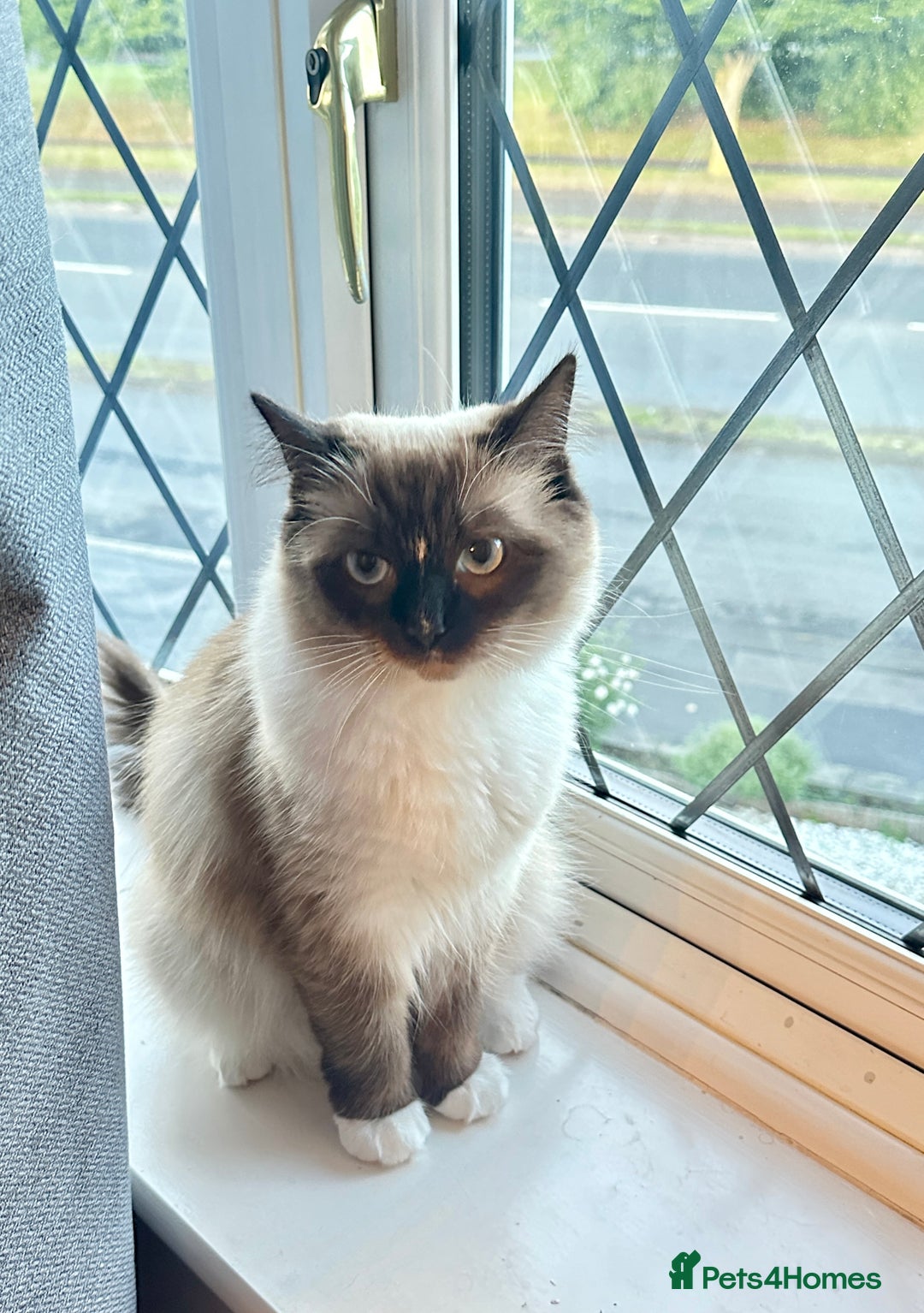 Siberian cats for sale: Daisy, - Image 1