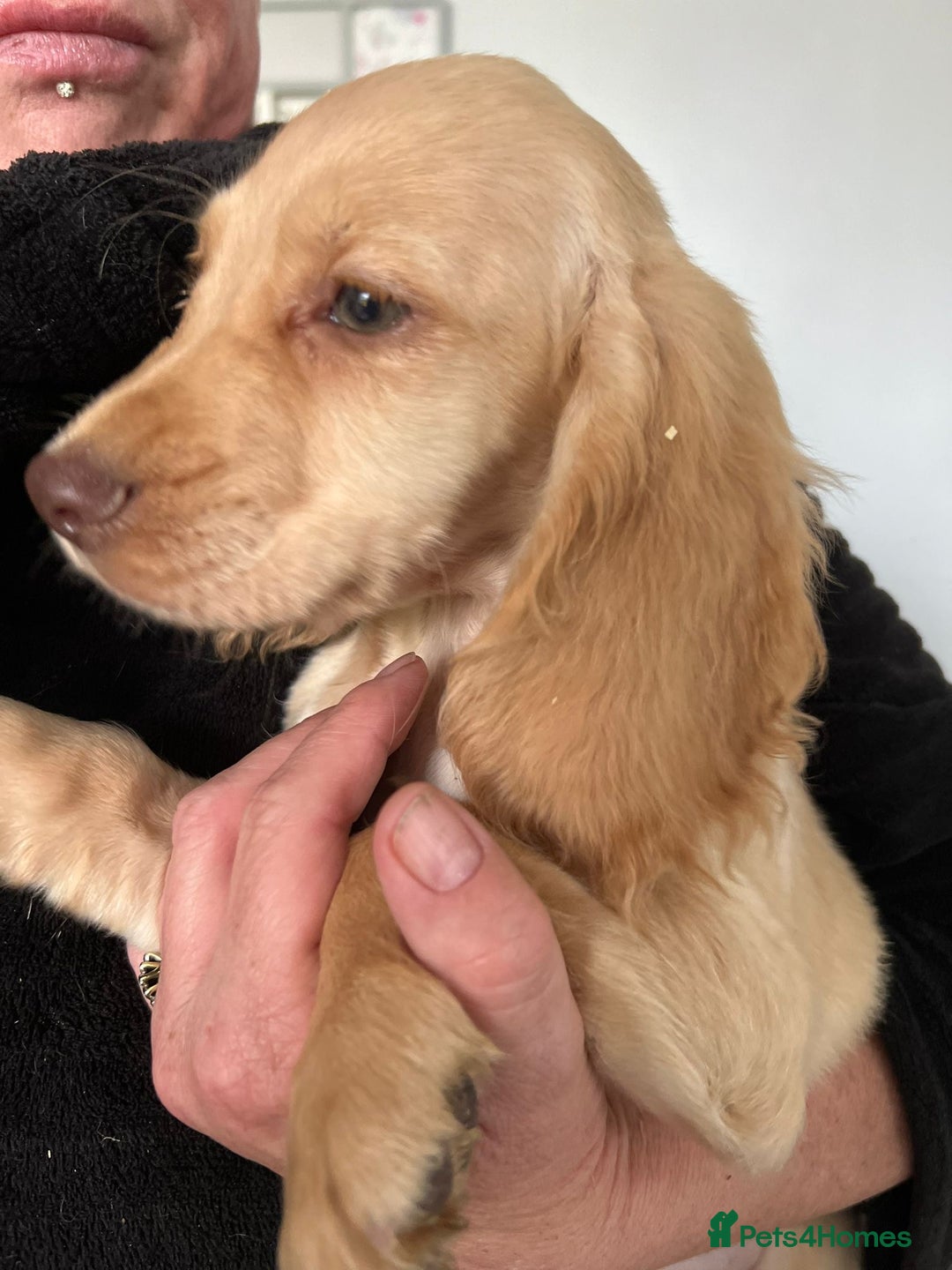 Cocker Spaniel dogs for sale: Beautiful Puppies ready for forever home 🏠  - Advert 4