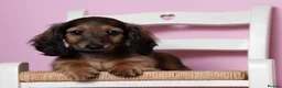 Miniature Dachshund dogs for sale: Champion Lines, Longhaired Miniature dachshunds - Advert 8