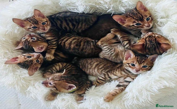Toyger cats - Advert 3