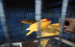 Parakeets birds for sale: For sale  - Image 5