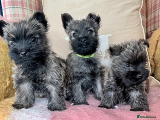 Cairn Terrier dogs - Advert 2