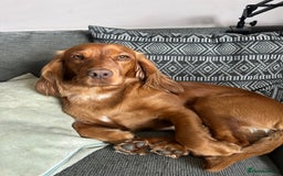 Cocker Spaniel dogs for stud: Working cocker spaniel stud  - Image 3