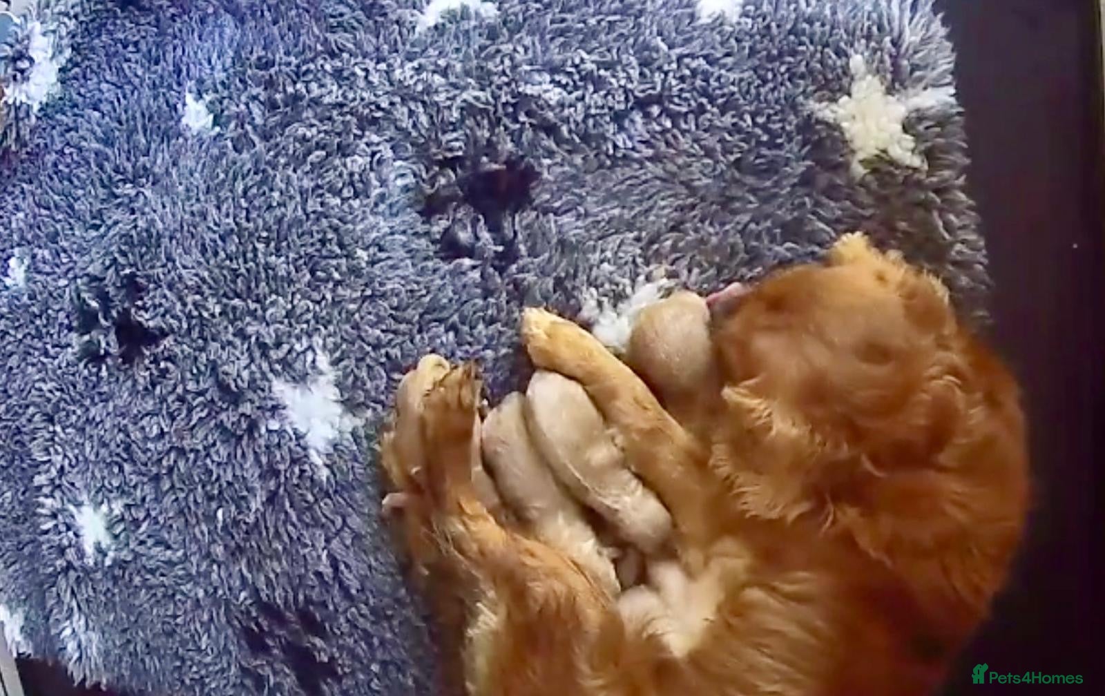 Cavapoo dogs Real life teddy bears  - Advert 2