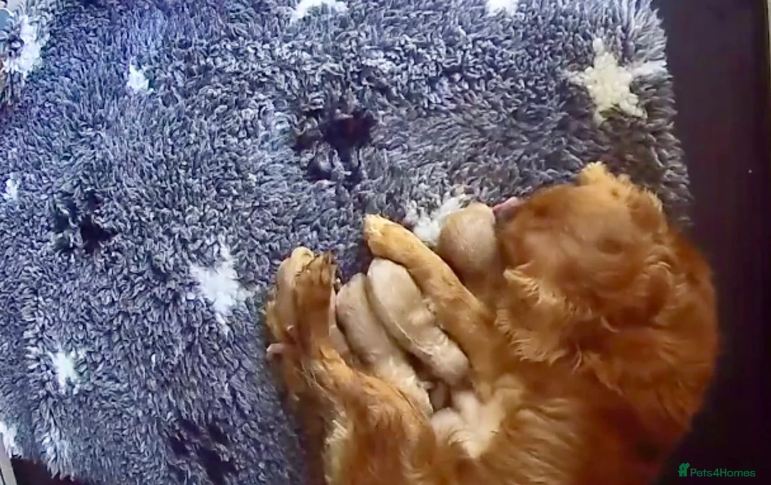 Cavapoo dogs for sale: Real life teddy bears  - Advert 2